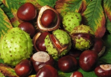 Varikosele Ne İyi Gelir?